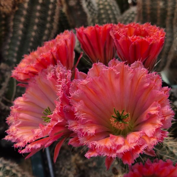 Echinocereus fabella (plomreichii) gerüschte Blüte